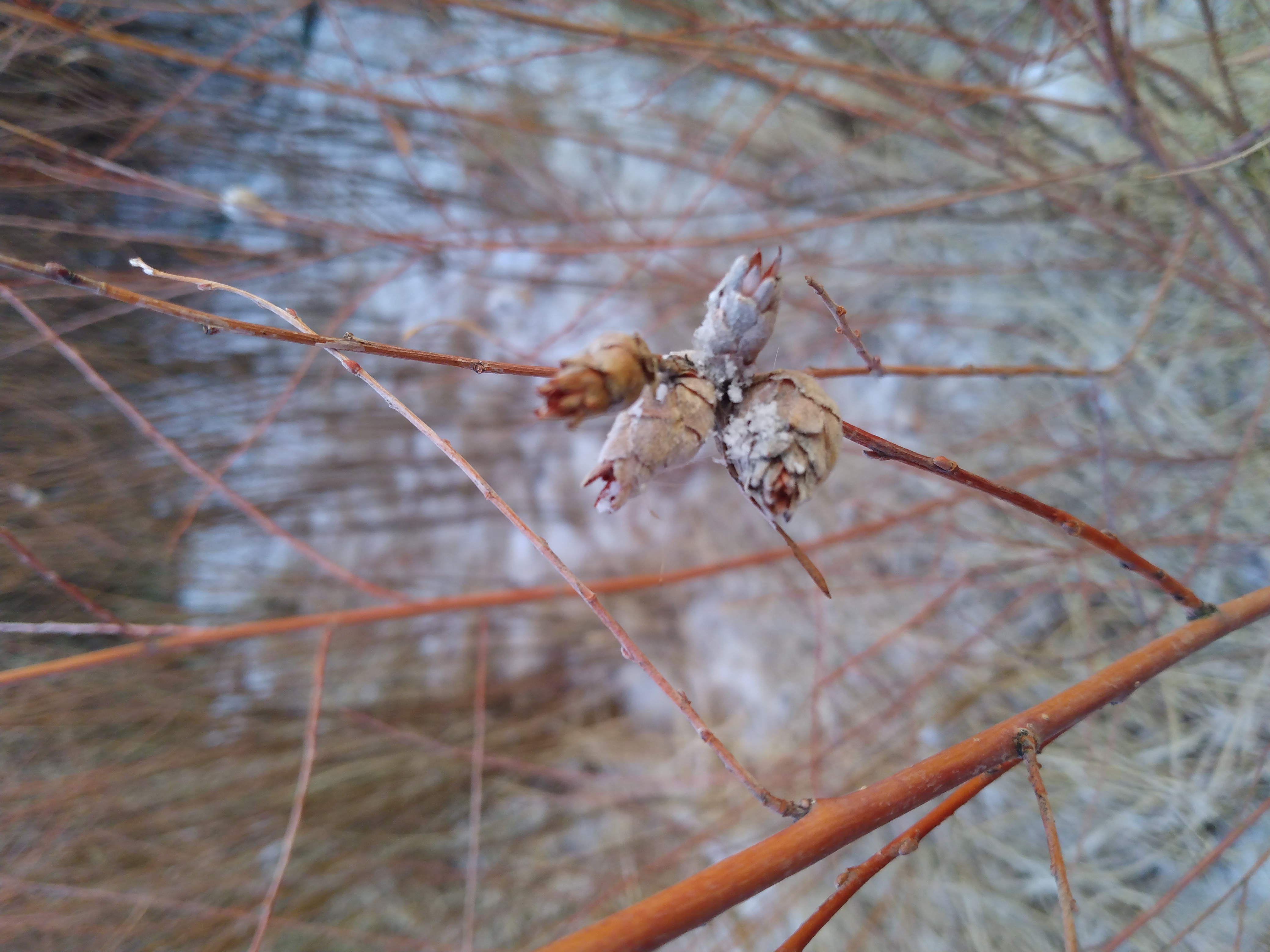 Red Willow 