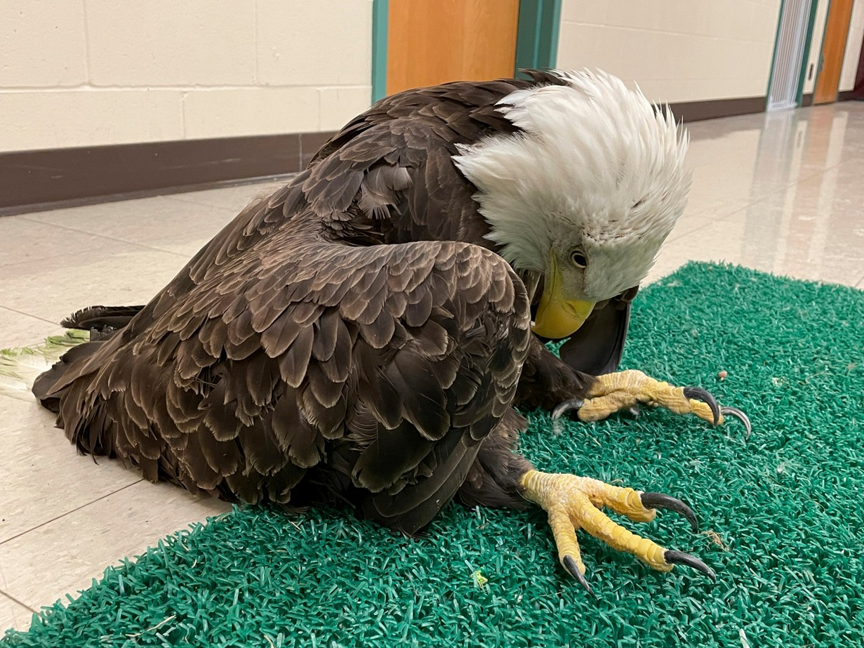 Nazi Eagle