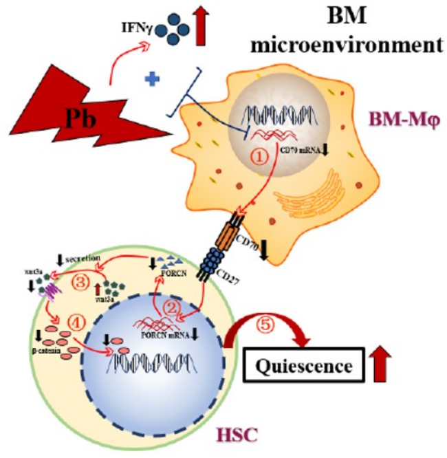 Figure 9.  A schematic model for the impact of Pb on the quiescence of HSC.