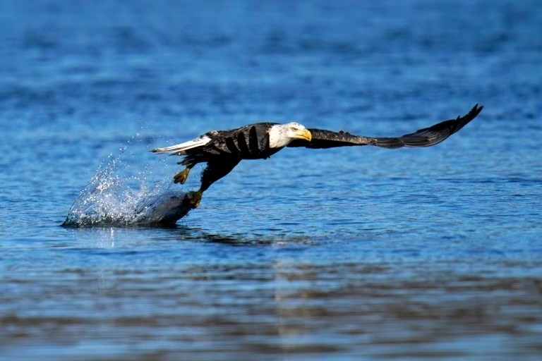 Bald eagle 